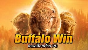 Buffalo Win